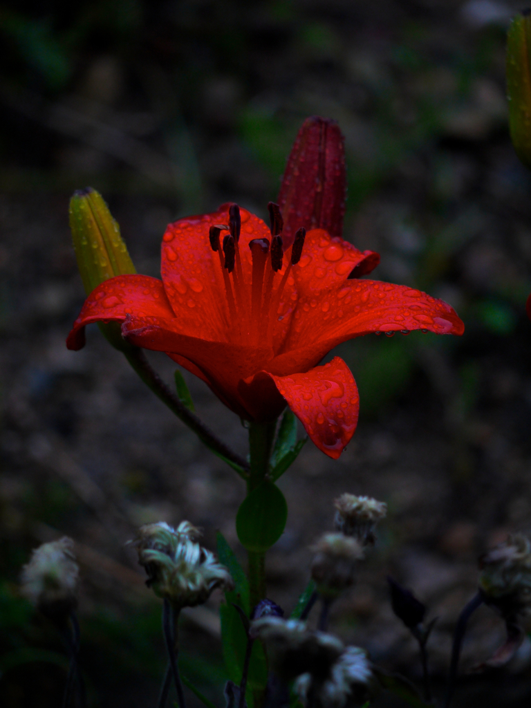 紅い百合