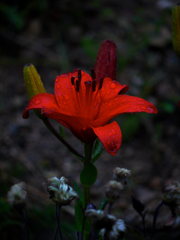 紅い百合