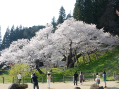 臥龍桜４