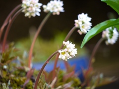 庭の花　1