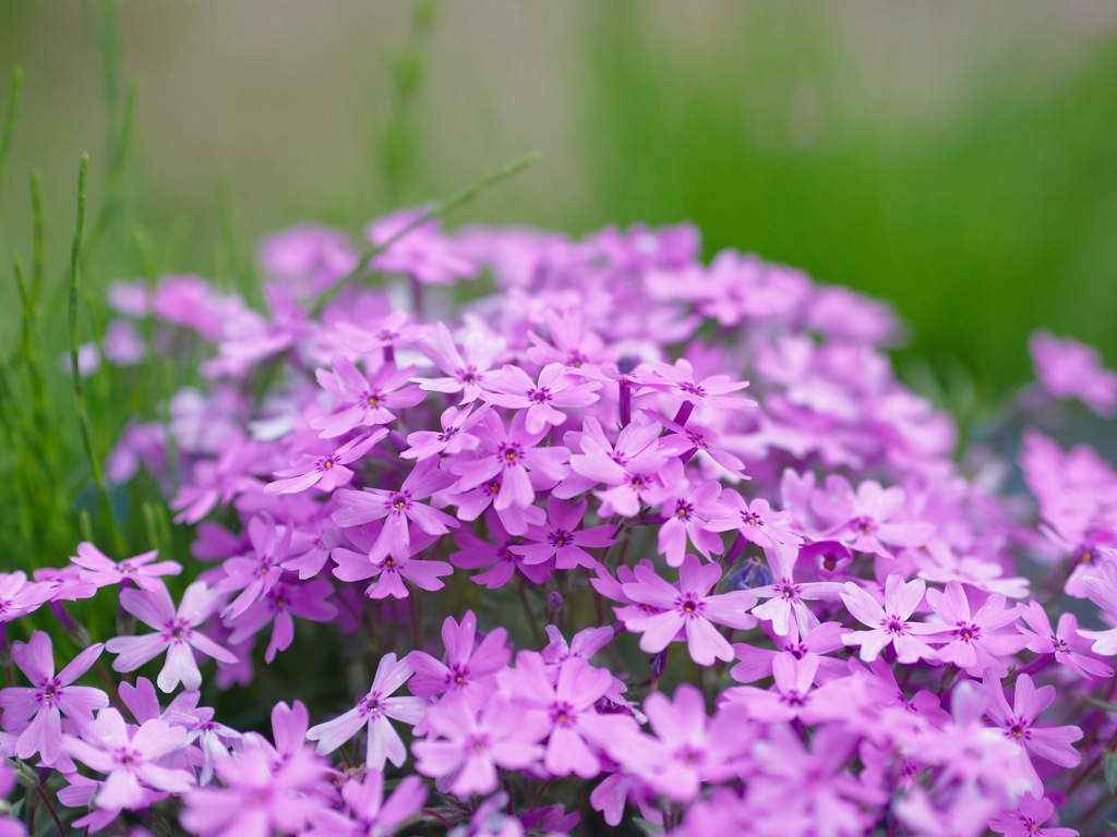 國田家の芝桜 - 2