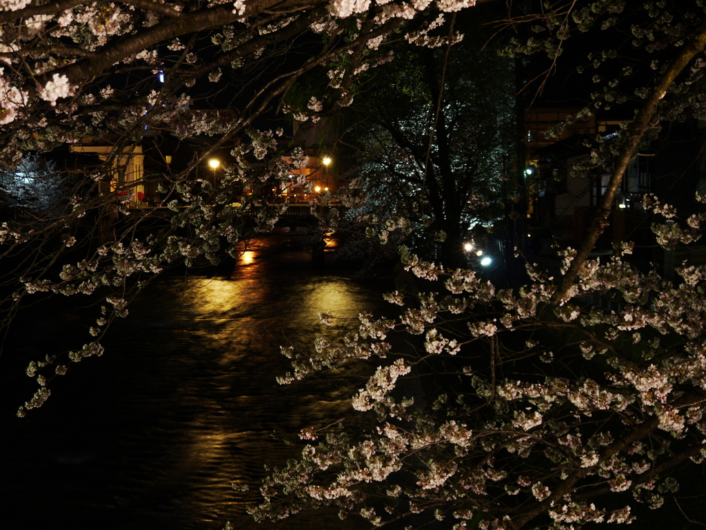 飛騨高山　夜桜14