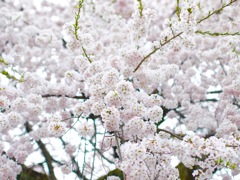 桜 - 1