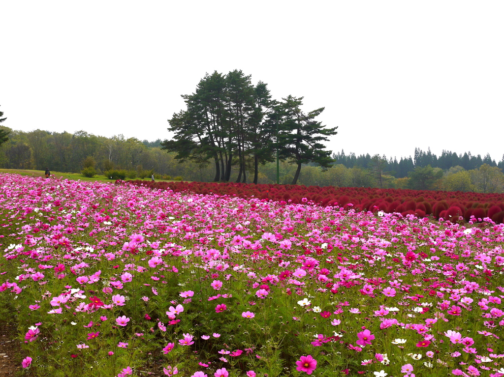 コキアパークにて　2014・10　9