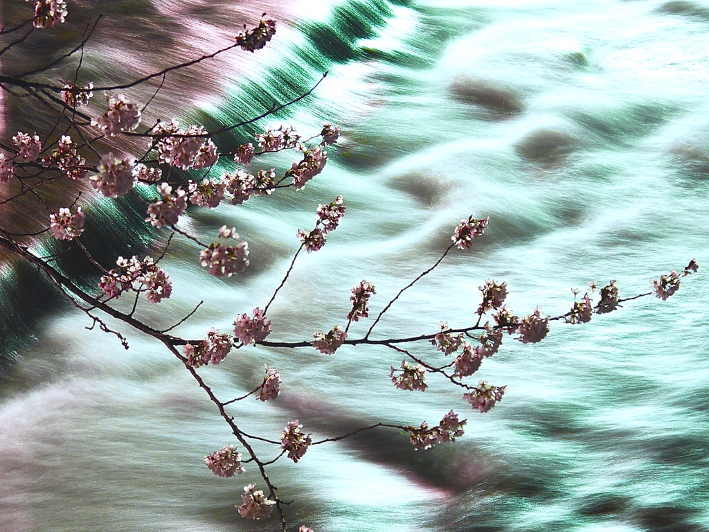 飛騨高山　夜桜08