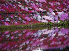 國田家の芝桜 - 2