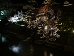 飛騨高山　夜桜11
