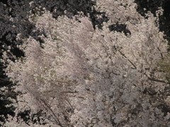 さくら2