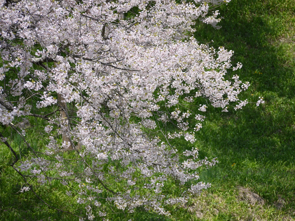 飛騨一ノ宮　臥龍桜2