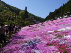 國田家の芝桜 - 21