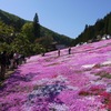 國田家の芝桜 - 21