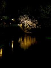 飛騨高山　夜桜12