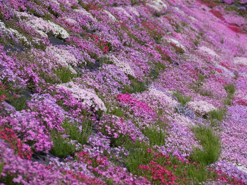 國田家の芝桜 - 13