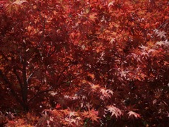 國田家の芝桜 - 11