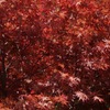 國田家の芝桜 - 11