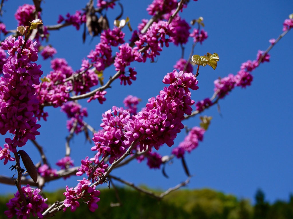 國田家の芝桜 - 16