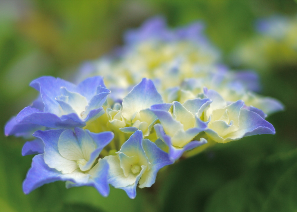 紫陽花