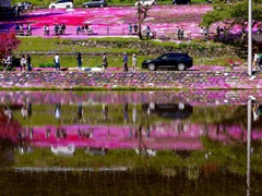 國田家の芝桜 - 24