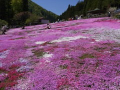 國田家の芝桜 - 10