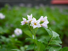 じゃがいもの花