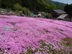 國田家の芝桜 - 12