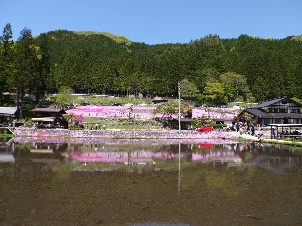 國田家の芝桜 - 4