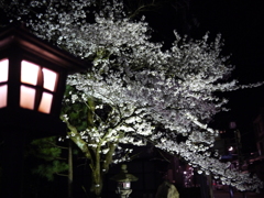 飛騨高山　夜桜02