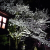 飛騨高山　夜桜02