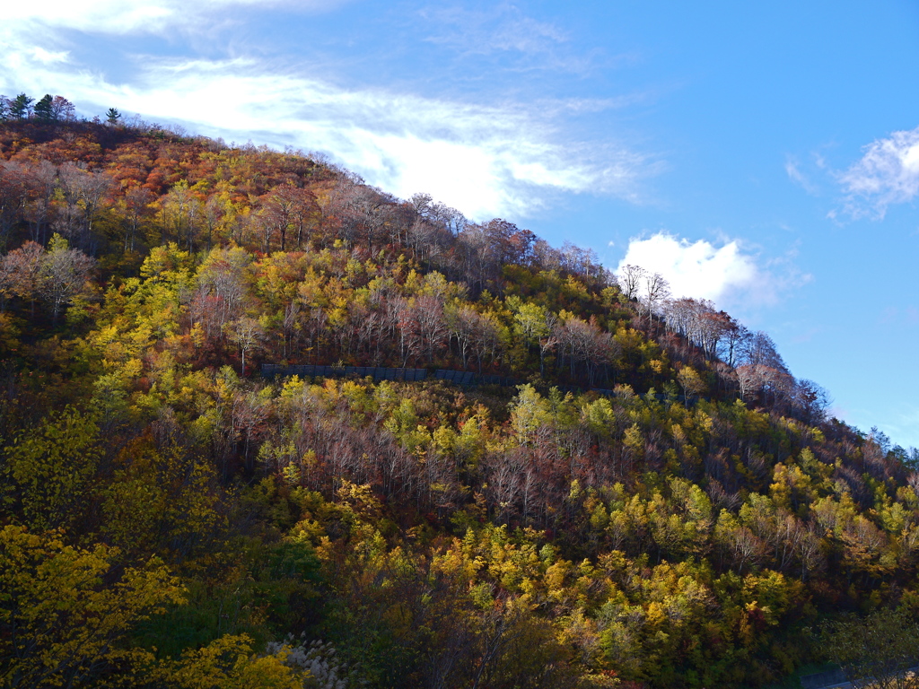 白山スーパー林道9