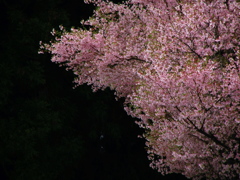 さくら4