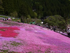 國田家の芝桜 - 18