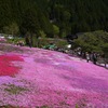 國田家の芝桜 - 18