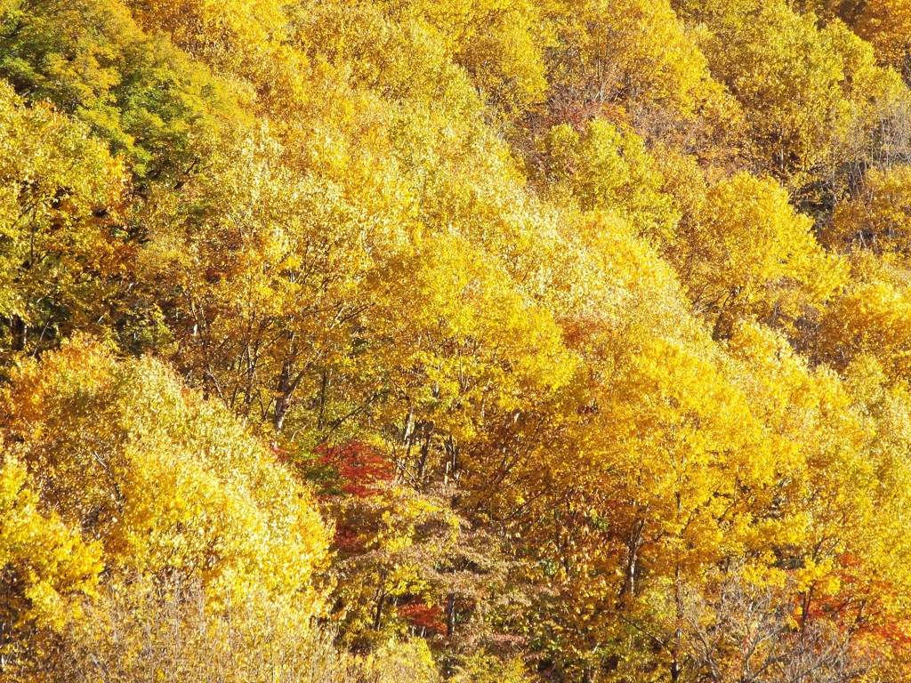 新穂高　鍋平高原 - 3