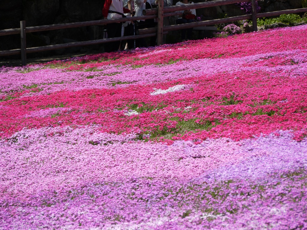 國田家の芝桜 - 5