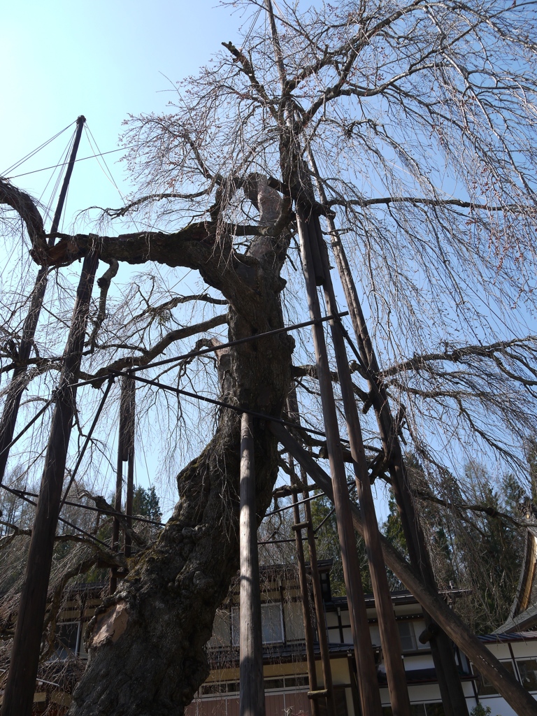 西光寺　枝垂れザクラ2