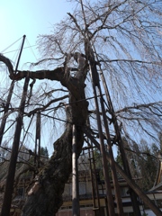西光寺　枝垂れザクラ2