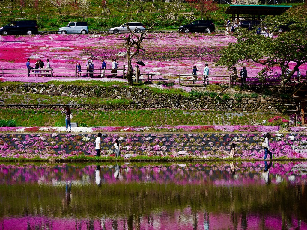 國田家の芝桜 - 22