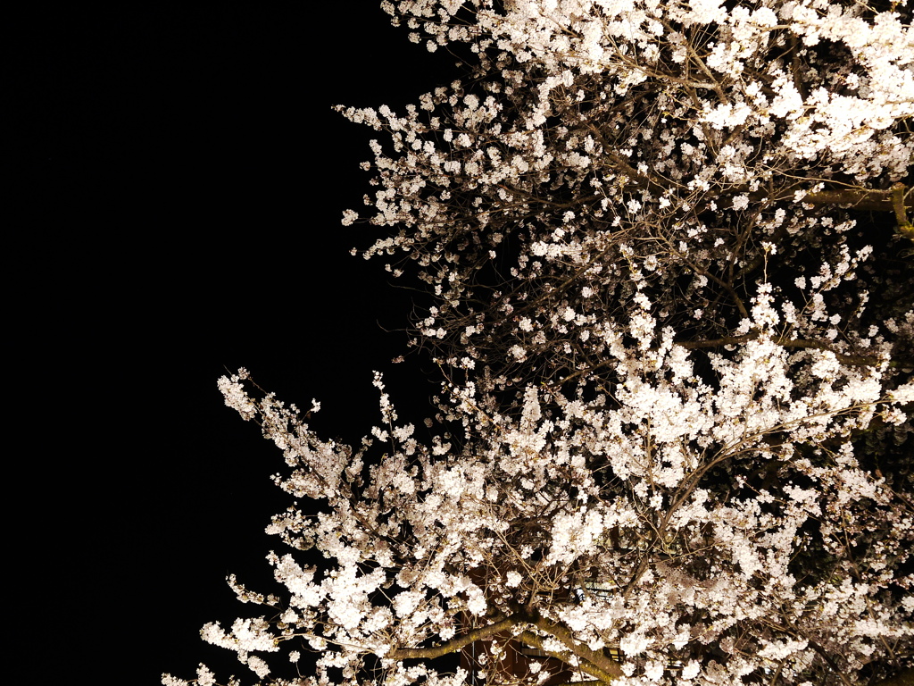 飛騨高山　夜桜16