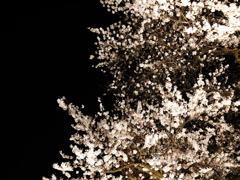 飛騨高山　夜桜16