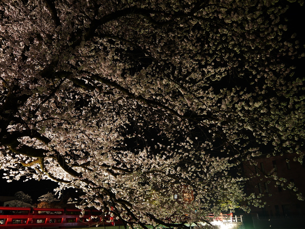 飛騨高山　夜桜17