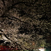 飛騨高山　夜桜17