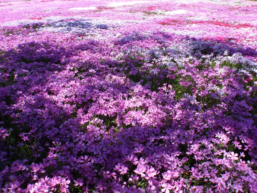 國田家の芝桜 - 8