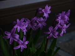 庭の花　3