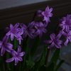 庭の花　3