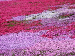 國田家の芝桜 - 6