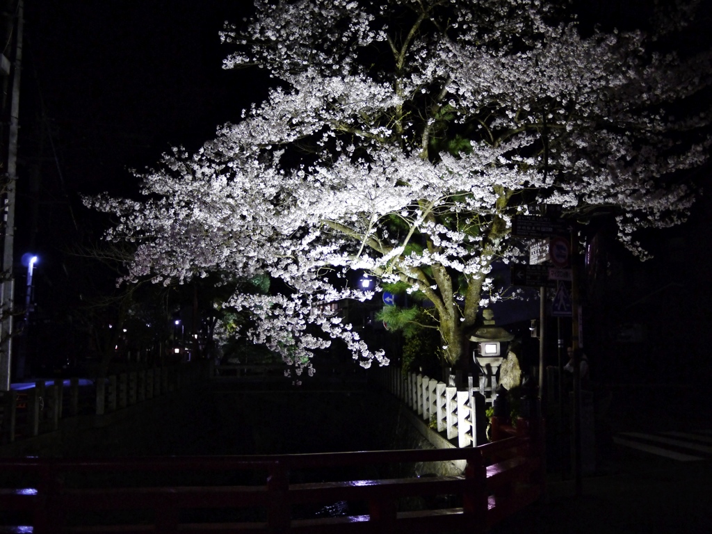 飛騨高山　夜桜01