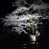 飛騨高山　夜桜01