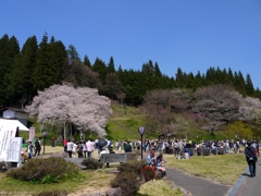 飛騨一ノ宮　臥龍桜5