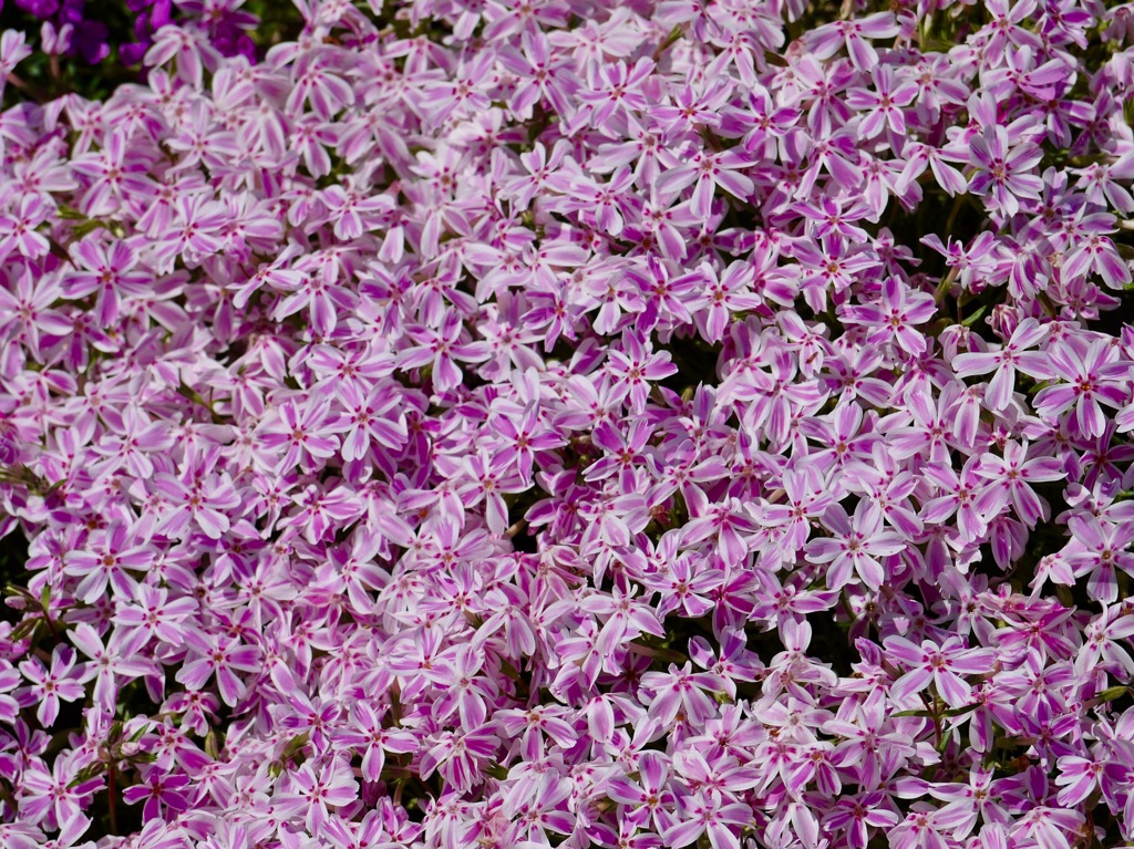 國田家の芝桜 - 14