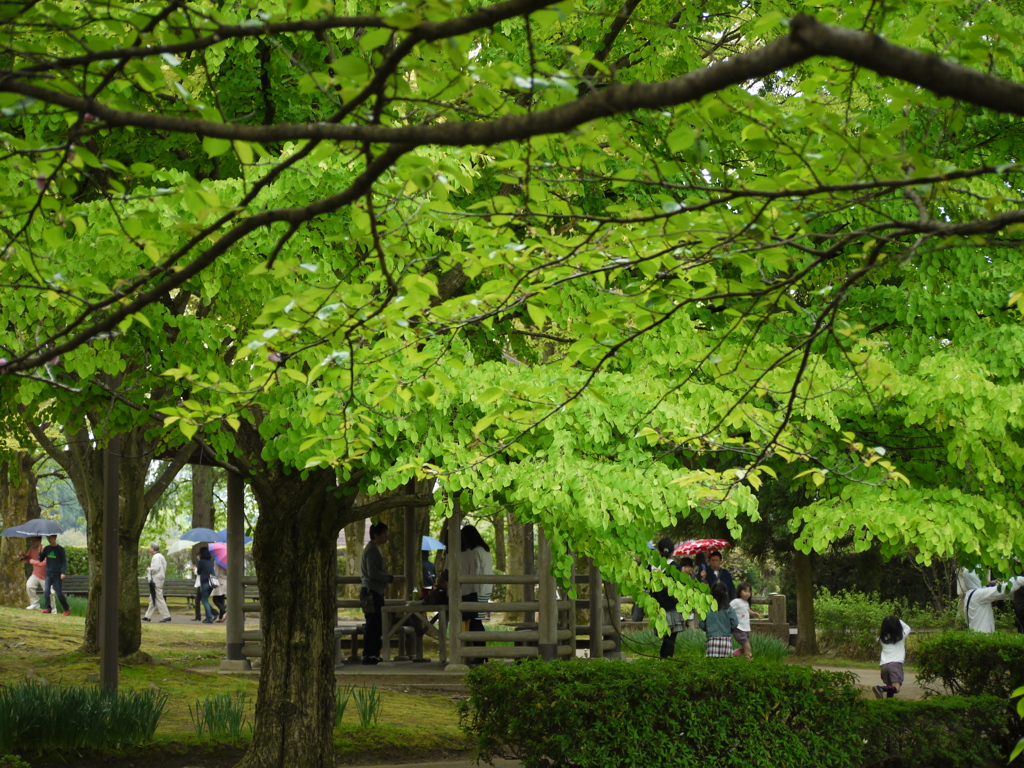 砺波チューリップ公園13